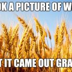 Wheat | I TOOK A PICTURE OF WHEAT; BUT IT CAME OUT GRAINY | image tagged in wheat,memes,funny,puns | made w/ Imgflip meme maker
