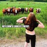 Flashing Cows(?) | LOOK GIRLS SHE ONLY HAS TWO AND THEY ARE SO SMALL! HEY COW'S LOOK AT THESE! | image tagged in flashing cows | made w/ Imgflip meme maker