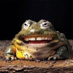 Funny Toad Smile meme