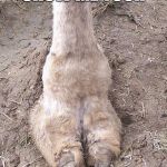 camel toe | SHOW ME YOUR | image tagged in camel toe | made w/ Imgflip meme maker