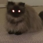 DingDing | CAREFUL; DING DING CAN PEER INTO YOUR SOUL | image tagged in cats,funny memes,funny cats,cat | made w/ Imgflip meme maker
