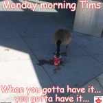 Canadian Goose drinks a Tim Hortons | Monday morning Tims; When you gotta have it... you gotta have it... | image tagged in timsgoose,tim hortons,canada,funny,canadian | made w/ Imgflip meme maker