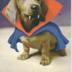 vampire dachshund | VAMPIRE DOG SUPPORTS GARY JOHNSON FOR PRESIDENT! #SUCKTHEJOHNSON | image tagged in vampire dachshund | made w/ Imgflip meme maker