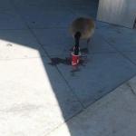 Tim Hortons Goose