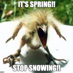 Bird Screaming | IT'S SPRING!! STOP SNOWING!! | image tagged in bird rawr,spring,snow,spring snow,bird,dinosaur snow | made w/ Imgflip meme maker