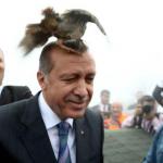 erdogan bird