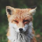 Fox staring