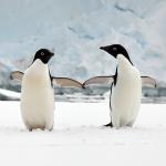 Penguins-WIN