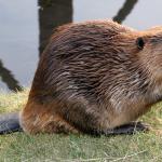 beaver