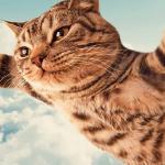 Flying Cat meme