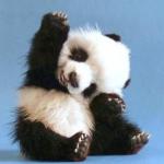 panda high five