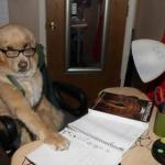 Financial Advise Dog