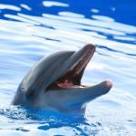 dolphin ayy lmao