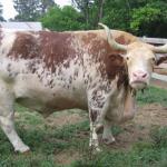 OX 1
