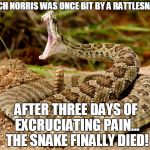 rattlesnake | CHUCH NORRIS WAS ONCE BIT BY A RATTLESNAKE... AFTER THREE DAYS OF EXCRUCIATING PAIN... THE SNAKE FINALLY DIED! | image tagged in rattlesnake | made w/ Imgflip meme maker