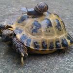 Snail riding turtle meme