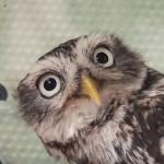 Curious owl meme