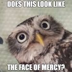 Curious owl | DOES THIS LOOK LIKE; THE FACE OF MERCY? | image tagged in curious owl | made w/ Imgflip meme maker