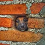 perro triste en muro meme