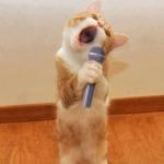 Singer Cat