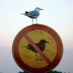 Seagull on top of "no seagull" sign | CLAIM TO AUTHORITY; DENIED | image tagged in seagull on top of no seagull sign | made w/ Imgflip meme maker