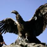 Andean Condor meme