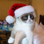 Merry Christmas Everyone | MERRY CHRISTMAS; EVERY DOG | image tagged in merry christmas everyone | made w/ Imgflip meme maker