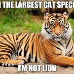 srsly tiger | I'M THE LARGEST CAT SPECIES; I'M NOT LION | image tagged in srsly tiger,tiger,puns | made w/ Imgflip meme maker