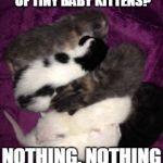 Don't even hurt yourself trying to think of anything because there is nothing. | WHAT'S CUTER THAN A PILE OF TINY BABY KITTENS? NOTHING. NOTHING IS CUTER. | image tagged in baby kittens,cute kittens,cute cats,how tough are you,crying because of cute,cat videos got nothin on this | made w/ Imgflip meme maker