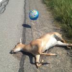 Deer caught in headlights