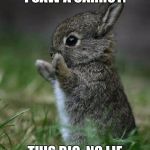 Cute Bunny | I SAW A CARROT. THIS BIG, NO LIE | image tagged in cute bunny | made w/ Imgflip meme maker