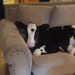 Lazy cow