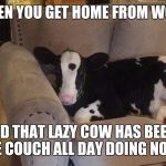 Lazy cow | WHEN YOU GET HOME FROM WORK; AND FIND THAT LAZY COW HAS BEEN LYING ON THE COUCH ALL DAY DOING NOTHING! | image tagged in lazy cow,lazy,cow,couch | made w/ Imgflip meme maker