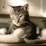 cat telephone meme