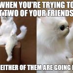 Persian Cat Room Guardian | WHEN YOU'RE TRYING TO SET TWO OF YOUR FRIENDS UP; BUT NEITHER OF THEM ARE GOING FOR IT | image tagged in persian cat room guardian | made w/ Imgflip meme maker