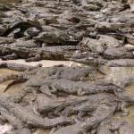 Crocodile