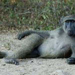 Sexy monkey pose