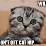 Whaa cat | WHAT; I DON'T GET CAT NIP | image tagged in whaa cat | made w/ Imgflip meme maker