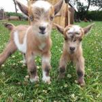 Baby Goat Mondays