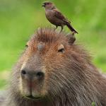 dank capybara