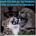 Funny cats | WHEN YOU HERE ALL THE PROMISES; FROM THE PRESIDENTIAL CANDIDATES! | image tagged in funny cats | made w/ Imgflip meme maker