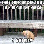 Sad Puppy | BUT THR OTHER DOG IS ALLOWED TO POOP IN THE HOUSE; Y  NOT ME? | image tagged in sad puppy | made w/ Imgflip meme maker