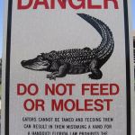 wtf gator! | THIS SIGN INDICATES THAT THERE IS A PERSON GOING AROUND MOLESTING GATORS. IM NOT SURE WHICH IS SCARIER THE GATOR OR THE PERSON MOLESTING THEM. | image tagged in funny,signs/billboards,memes,gators,danger | made w/ Imgflip meme maker