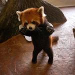 Red Panda