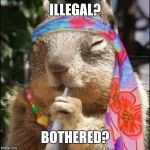 stoned squirell | ILLEGAL? BOTHERED? | image tagged in stoned squirell | made w/ Imgflip meme maker