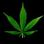 Marajuana Leaf