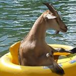Floating Goat