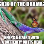 Butterfly Lizard | SICK OF THE DRAMA? HERE'S A LIZARD WITH A BUTTERFLY ON ITS HEAD | image tagged in butterfly lizard | made w/ Imgflip meme maker