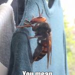The Giant Asian Hornet is coming out of hibernation. This has not been photo shopped. | Raid? You mean mouthwash. | image tagged in hornet | made w/ Imgflip meme maker