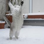 Cat Dance joy